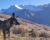 La dueña del perro asesinado por un lobo explorador pide un cambio de reglas durante las tomas de muestra.