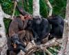 La migración, motor del desarrollo cultural de los chimpancés