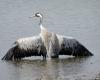 Una grulla común infectada descubierta cerca del lago Puydarrieux