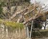 Tormenta Caetano. Árbol caído, tejados dañados… Casi 400 intervenciones de los bomberos en Anjou