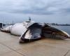 Ballenas de todo el mundo amenazadas por el riesgo de colisión con barcos