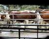 Agricultura vaudois: lagunas y falta de control en las mejoras de tierras