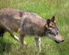 Drôme: un ternero de dos días y medio asesinado por un lobo