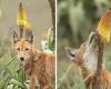 Estos raros lobos son los primeros carnívoros que se sabe que se alimentan de néctar.