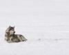 Perros de trineo sacrificados: disculpa de Canadá y 45 millones de dólares a los inuit de Nunavik