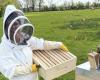 En el Canal de la Mancha, a la peluquera se le cayeron las tijeras para criar abejas y hacer miel