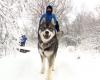 En Hautes-Fagnes, los turistas acuden en masa para disfrutar de la nieve: “Mi perro está súper feliz”