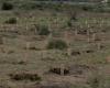 Tras el incendio de 2017, nueva campaña de plantación en Les Maurettes