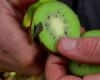 kiwi, una cura vitamínica para el invierno