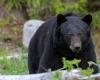 “Múltiples detonaciones en Pairi Daiza”, un oso pierde la vida: ¿qué pasó en el parque de animales?