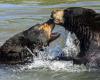 Un oso negro muere tras una pelea con otro oso en el parque Pairi Daiza en Bélgica