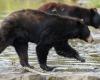 Muere un oso en Pairi Daiza tras una pelea, una zona del parque belga cerrada a los visitantes