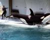 Las orcas retenidas en el parque Marineland de Antibes han sido objeto de una solicitud de traslado a Japón