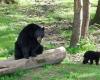 Un enfrentamiento entre dos osos negros en un zoológico belga provoca la muerte de uno de ellos