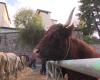 “¡Los jóvenes compran sus animales con sus móviles!” De la Edad Media a la era digital, la Feria de Santa Catalina en Saint-Galmier