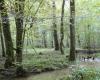 En el bosque de Chaux, en el Jura, la restauración de los cursos de agua está dando sus frutos