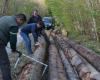 En busca del mañana | Alto Marne. Manejo forestal en “bosques irregulares”