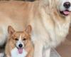 Una Corgi se toma muy en serio su papel de hermana mayor hiperprotectora de “su” Golden Retriever (vídeo)