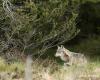 Tras las huellas del lobo en Puy-de-Dôme | Agricultura Macizo central