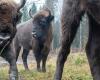 Suchy lamenta la muerte de un bisonte abatido por la Lengua Azul