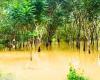 Las inundaciones devastan las plantaciones de caucho en el sur.