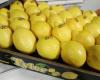 “Muchos distribuidores europeos prefieren los limones españoles a pesar de su mayor precio”