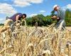 Una mayoría de agricultores dispuestos a comprometerse con el medio ambiente, pero no sin condiciones