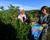 Túnez: recolectores de plantas aromáticas expuestos al cambio climático