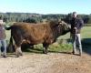 Salón agrícola: Emilien y su toro Romarin de Aubrac son seleccionados por primera vez en París