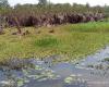 El río Casamance en peligro: sedimentos, tifa y nenúfares amenazan este curso de agua cerca de Sare Yoba