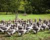 ¿Francia tendrá que decir adiós al foie gras?