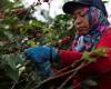 Después del cacao, el precio del café se dispara y atrae a los delincuentes