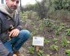 “Una vez aplastado, no vuelve a aparecer. Está muerto”: en Landerneau, los jardineros de la ciudad piden respeto por los parterres