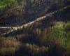 Estudio científico: los bosques son más propensos a los incendios que antes