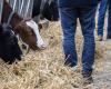 Sus ingresos están cayendo, pero los agricultores guardan su ira para otra pelea