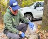 La rabia del mapache está a 300 metros de Quebec.