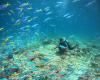 Una mujer suiza explora el océano en Seychelles.