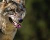 Bien restablecido, ¿el lobo volvió a amenazar?