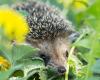 Cómo ayudar a que la vida silvestre prospere en su jardín de invierno