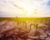 Escasez de agua y cambio climático: el nuevo plan de batalla del Ministerio de Agricultura