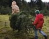 La ciudad de Gante invitó apresuradamente a sus habitantes a comerse sus árboles de Navidad – rts.ch