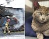 Lucky, el gato milagroso del incendio de Saint-Benjamin, en el centro de una oleada de solidaridad