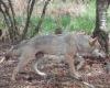 Un fotógrafo aficionado se encuentra cara a cara con un lobo bañándose en Laïta