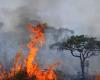 La superficie de la planta quemada por los incendios aumentó un 79%